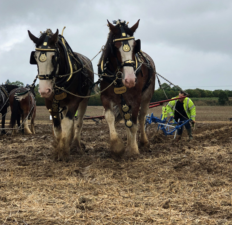 Horses ploughing in a field